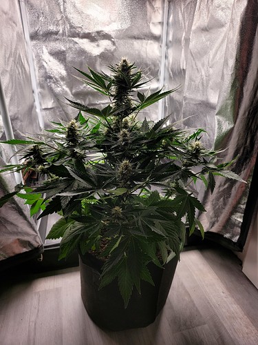 Growreport Bild 9