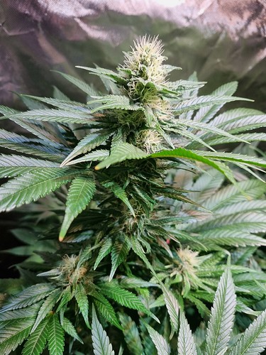 Growreport Bild 22