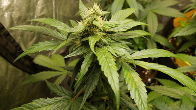 Growreport Bild 7