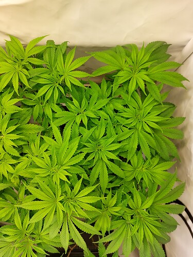 Growreport Bild 3