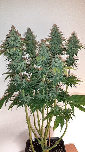 Growreport Bild 16