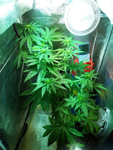 Growreport Bild 4