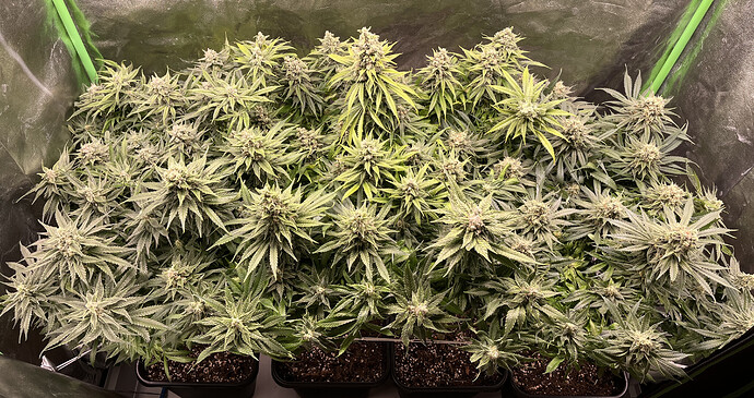 Growreport Bild 1