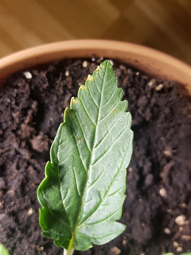Growreport Bild 12