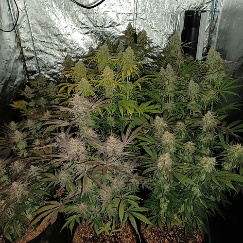 Growreport Bild 1