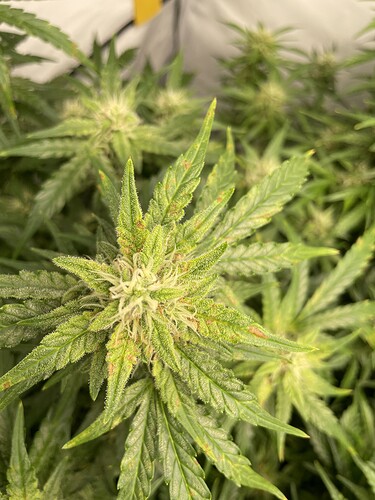 Growreport Bild 6