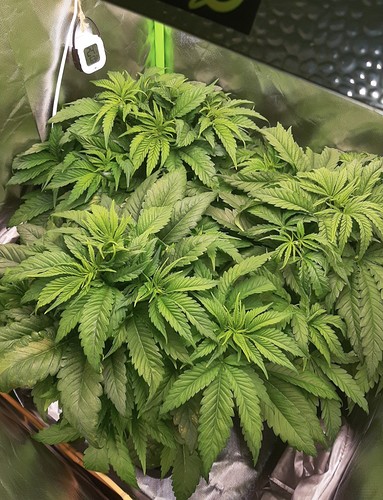Growreport Bild 2