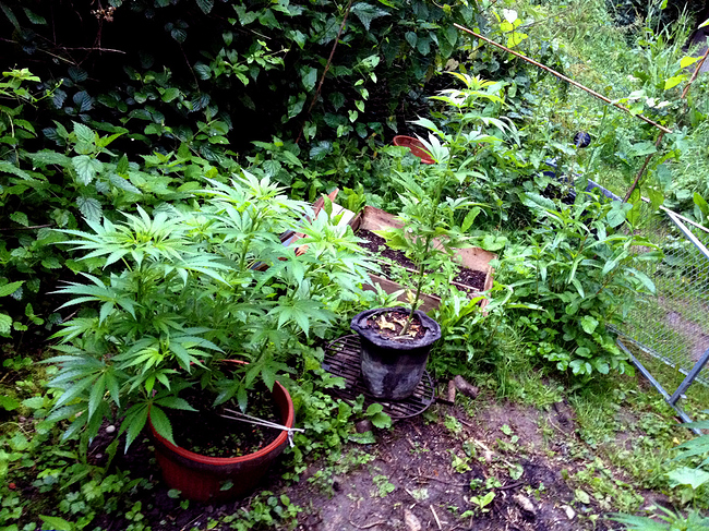 Growreport Bild 1