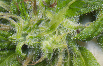 Growreport Bild 15
