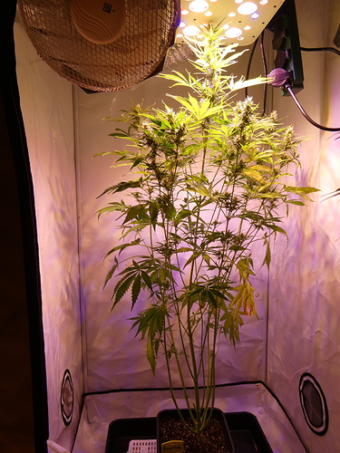 Growreport Bild 1