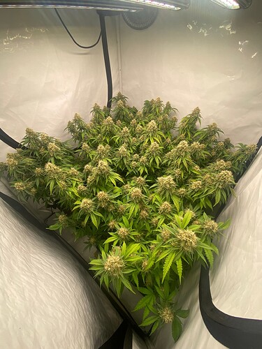 Growreport Bild 3