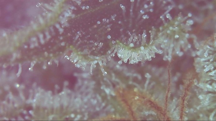 Growreport Bild 9