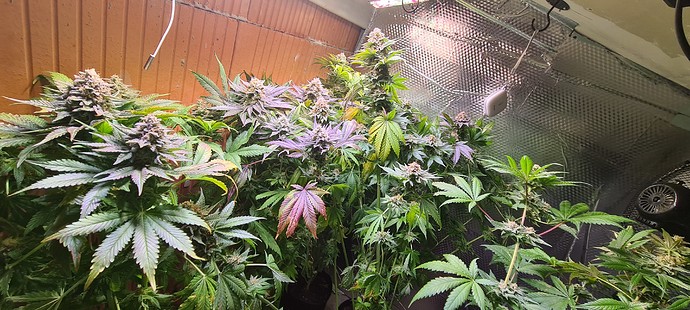 Growreport Bild 6