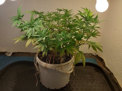 Growreport Bild 1