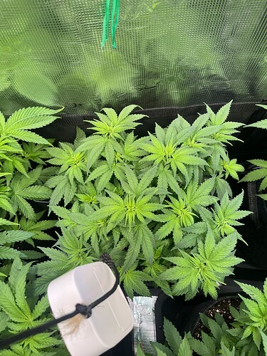 Growreport Bild 9