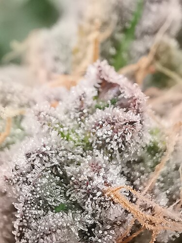 Growreport Bild 7