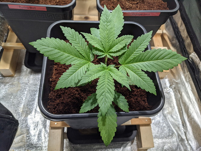 PXL_20210718_194611729