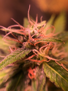 Growreport Bild 30