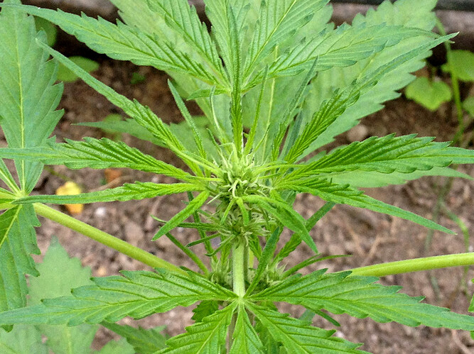 Growreport Bild 20