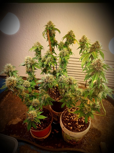 Growreport Bild 8