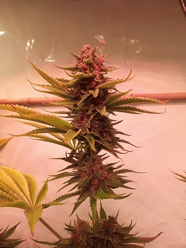 Growreport Bild 40