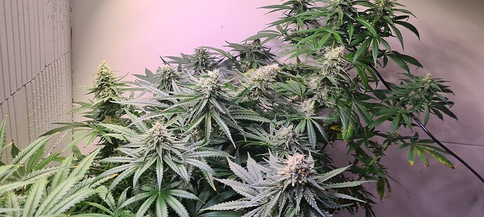 Growreport Bild 7