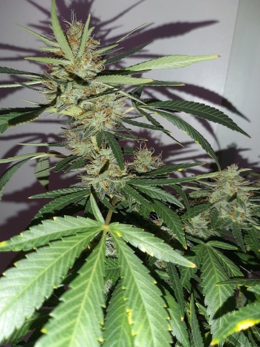 Growreport Bild 6