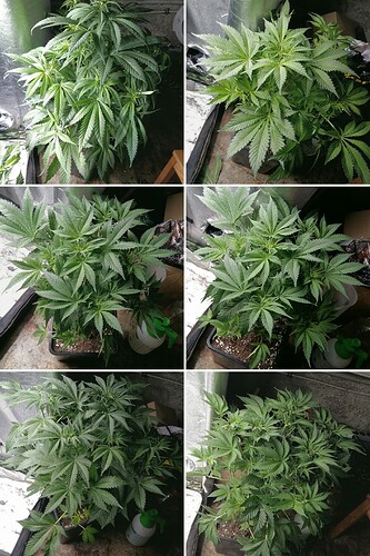20230811_011046-COLLAGE