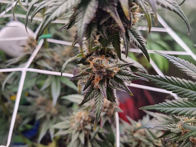 Growreport Bild 35