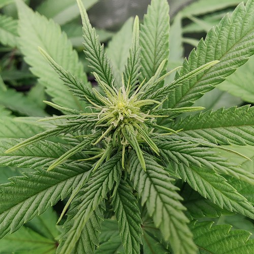 Growreport Bild 12