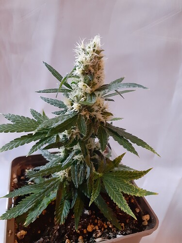 Growreport Bild 181