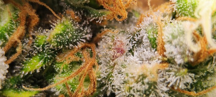 Growreport Bild 11