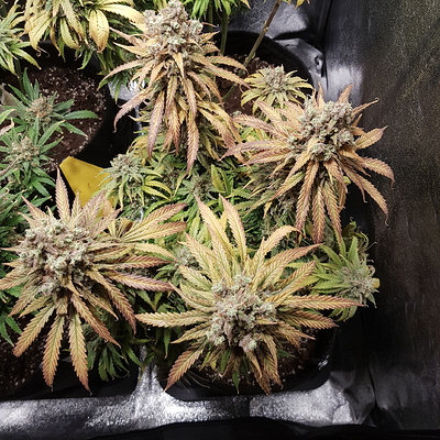 Growreport Bild 5