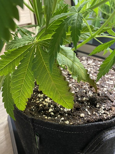Growreport Bild 2