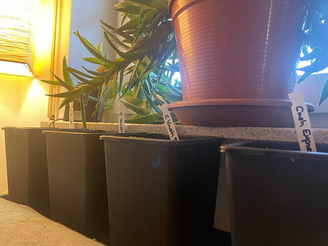 Growreport Bild 1