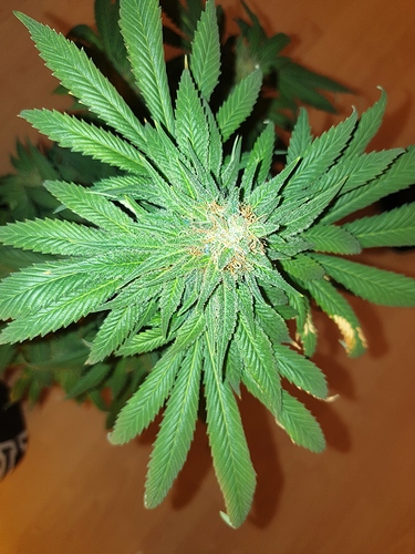 Growreport Bild 8