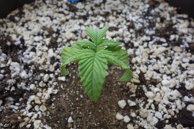 Ein junger Cannabis-Keimling mit mehreren Blättern, der in Erde mit Perlit wächst.