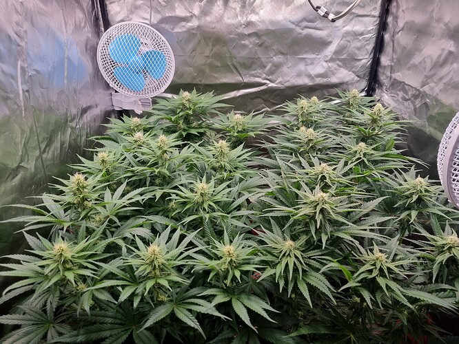 Growreport Bild 5
