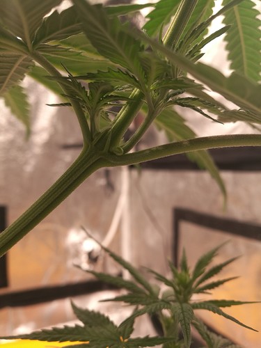 Growreport Bild 3