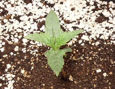 Growreport Bild 9