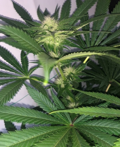 Growreport Bild 5