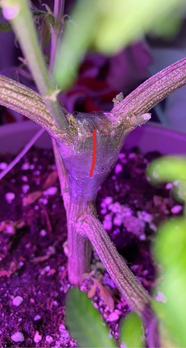 Growreport Bild 6