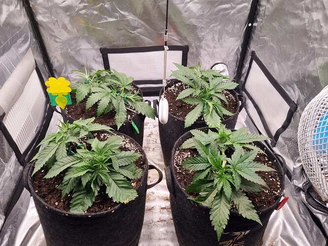 Growreport Bild 4