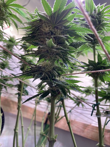 Growreport Bild 2