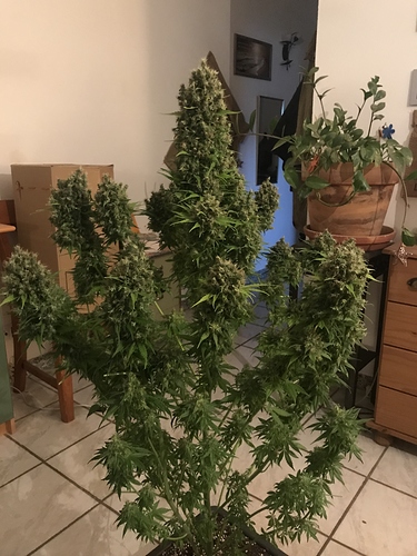 Growreport Bild 31