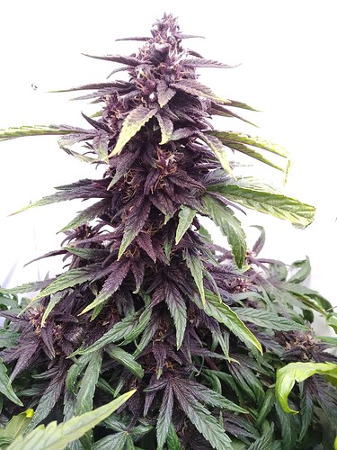 Growreport Bild 4