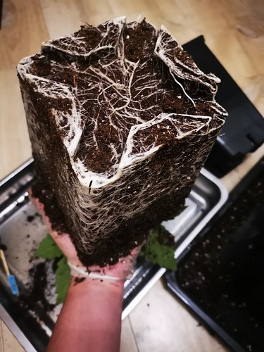 Growreport Bild 1