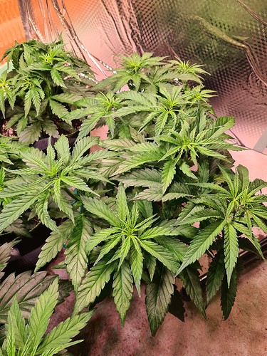 Growreport Bild 1