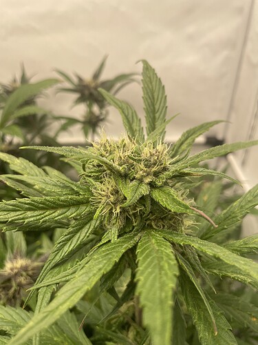 Growreport Bild 6