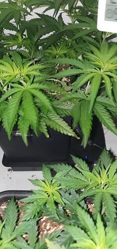 Growreport Bild 20